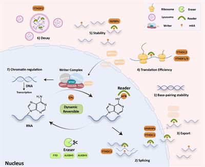 The emerging therapeutic target of dynamic and reversible N6-methyladenosine modification during cancer development